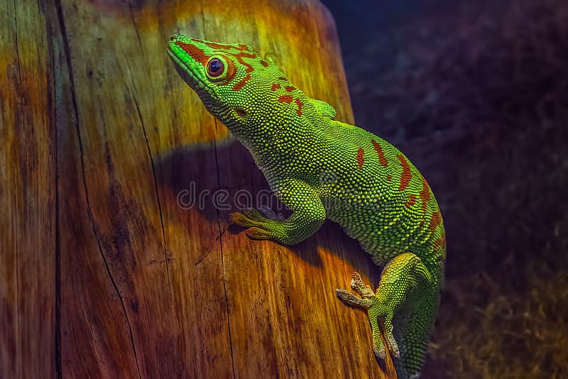 Madagascariensis do madagascariensis de Phelsuma do geco do dia de Madagáscar fotos de stock Madagascariensis do madagascariensis de Phelsuma do geco do dia de Madagáscar fotos de stock