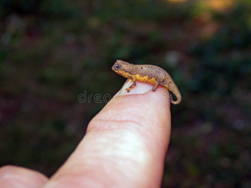 Madagaskar-dwergkameleon, Mount d Ambre leaf chameleon, Brookesia tuberculata