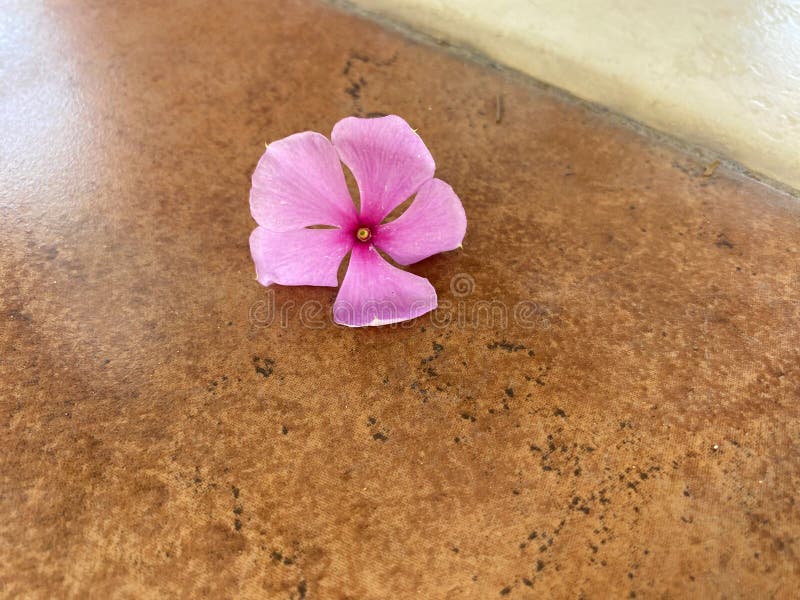Madagaskar Periwinkle-blomma royaltyfri foto