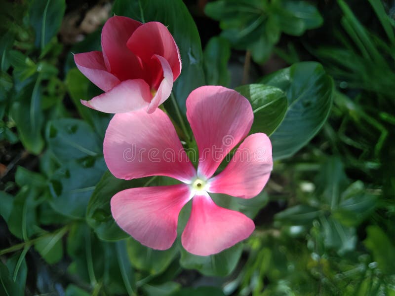 Madagaskar Periwinkle-blomma. Vackert wellpapper royaltyfria bilder