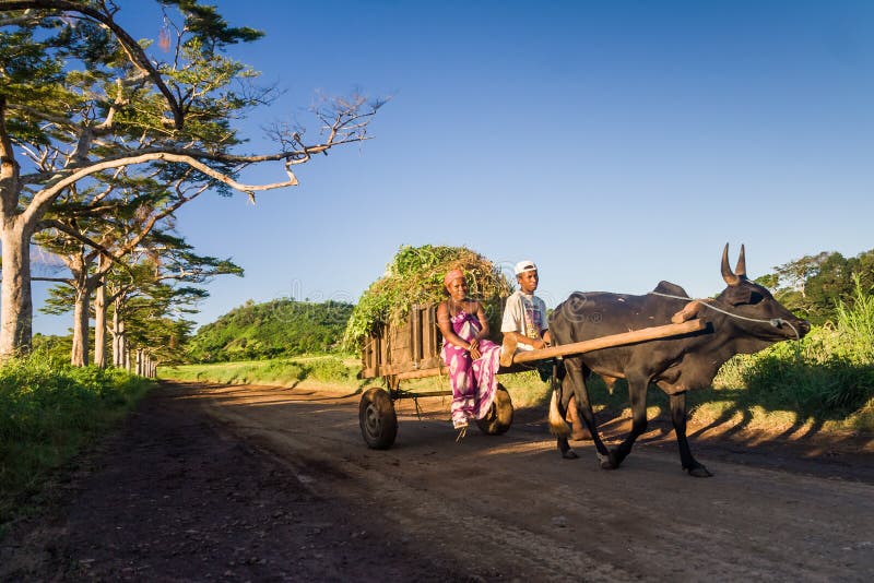 Madagassischer Paar- und Zebuwagen lizenzfreie stockbilder Madagassischer Paar- und Zebuwagen lizenzfreie stockbilder