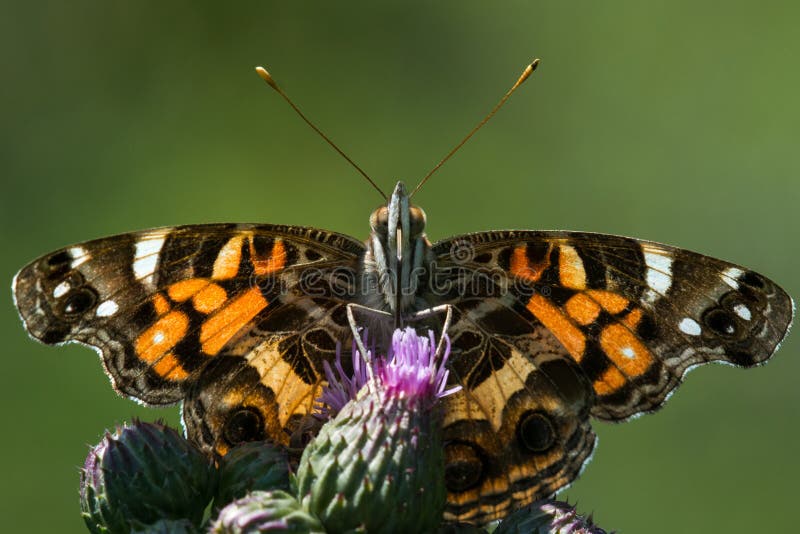 Download Madame américaine photo stock. Image du pollen, faune - 45362484