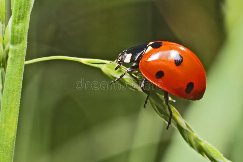 Madame Bug images libres de droits Madame Bug images libres de droits
