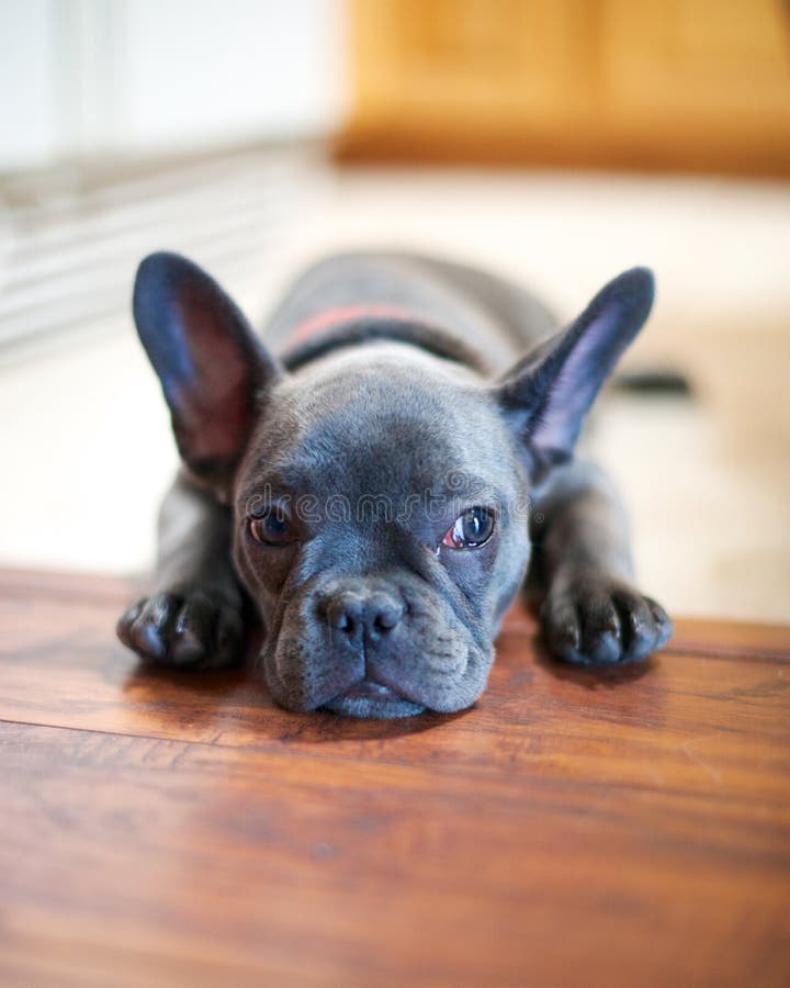 Maddy the Frenchie stock image. Image of floor, frenchie - 70589211