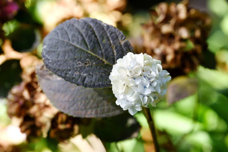 Botánico jardín en,.