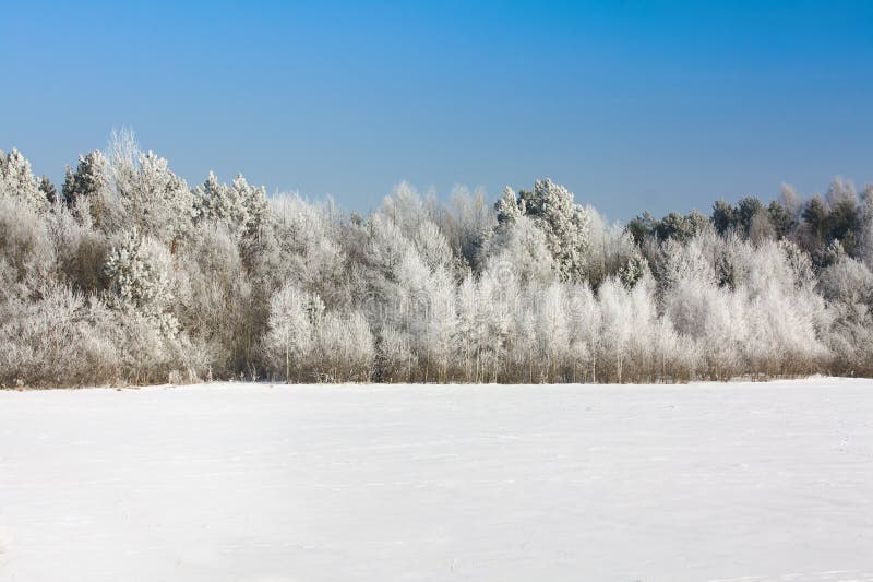 Bosque de inverno fotografia de stock royalty free
