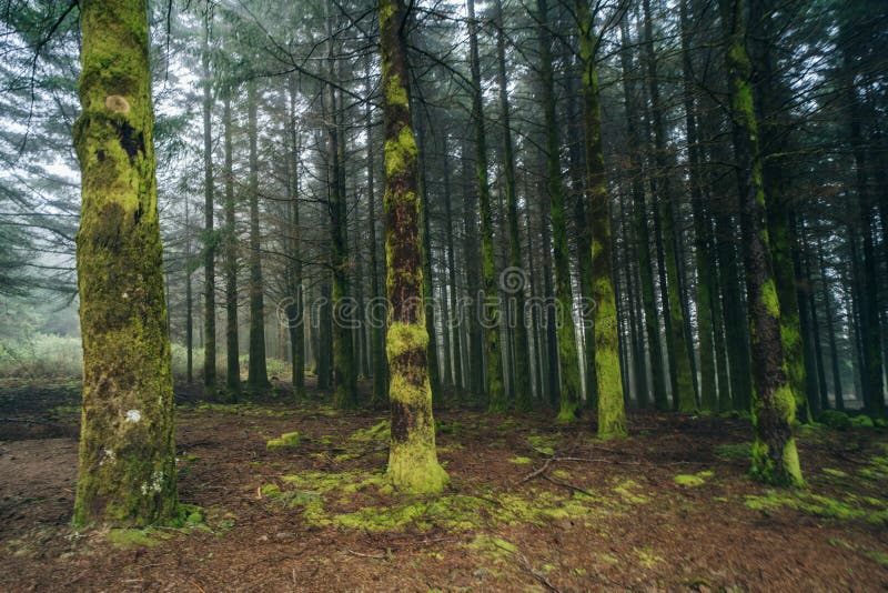 Madeira-Lorbeerbaum aus Madeira lizenzfreies stockbild