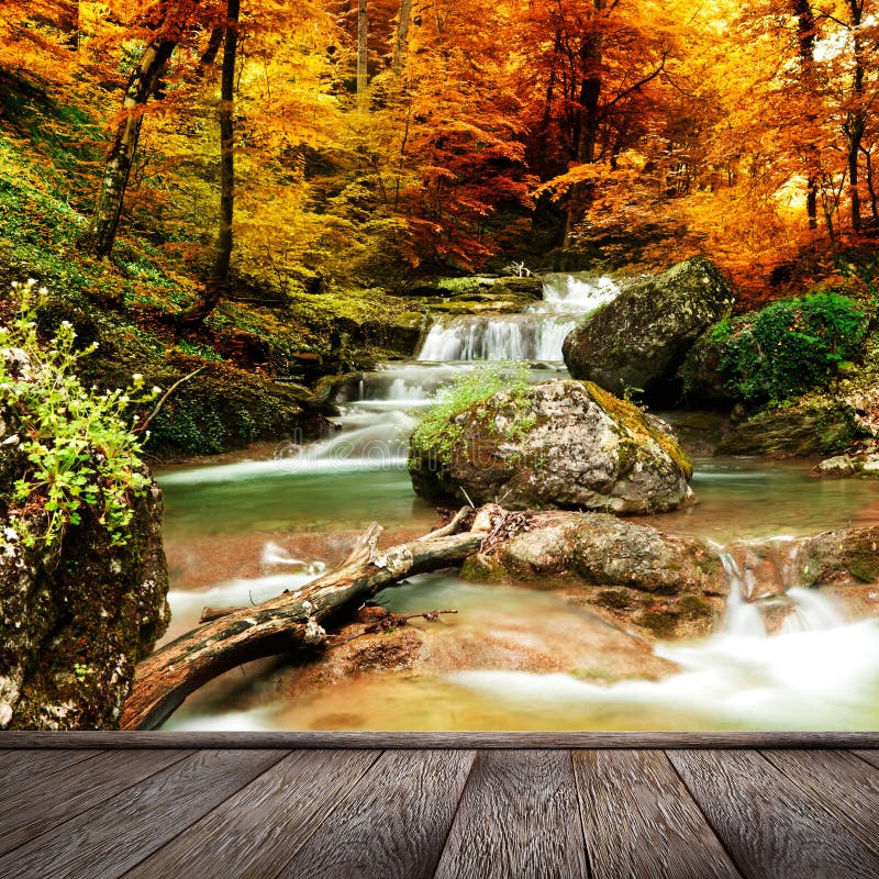 Madeiras da angra do outono com árvores amarelas fotografia de stock royalty free