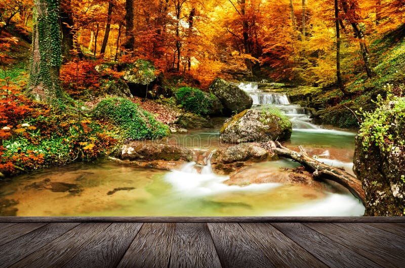 Madeiras da angra do outono com árvores amarelas imagem de stock