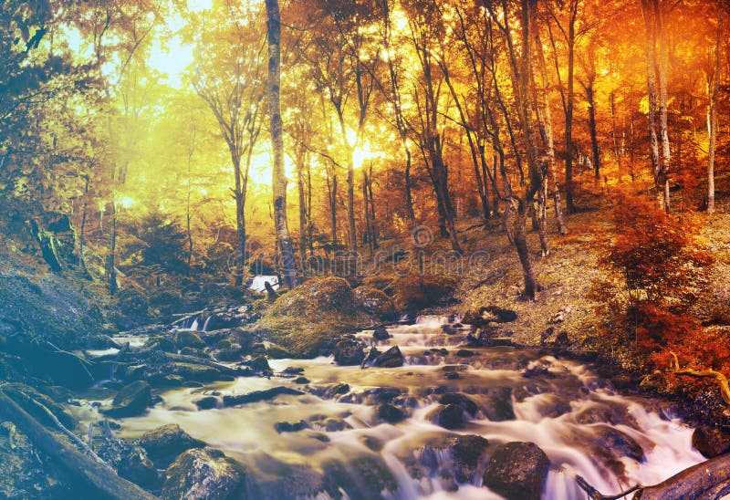 Madeiras da angra do outono com árvores amarelas imagens de stock