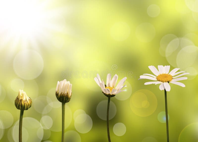 Madeliefjes op groene aardachtergrond stock fotografie Madeliefjes op groene aardachtergrond stock fotografie