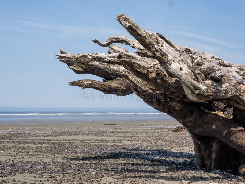 A large, overturned tree root stump is stranded on a wide sand beach in Olympic National Park, Washington. A large, overturned tree root stump is stranded on a wide sand beach in Olympic National Park, Washington.