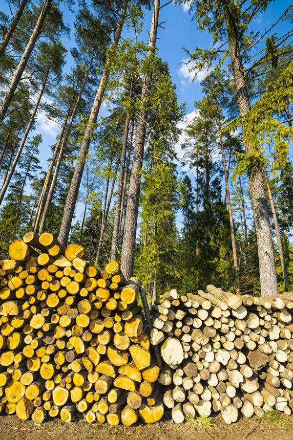 Tala Del Bosque, Madera Para Las Chimeneas Imagen de archivo - Imagen