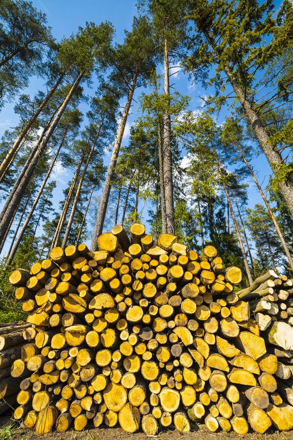Tala Del Bosque, Madera Para Las Chimeneas Imagen de archivo - Imagen