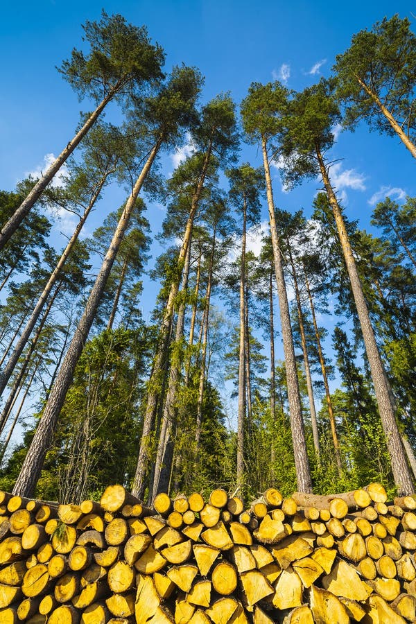 Tala Del Bosque, Madera Para Las Chimeneas Imagen de archivo - Imagen