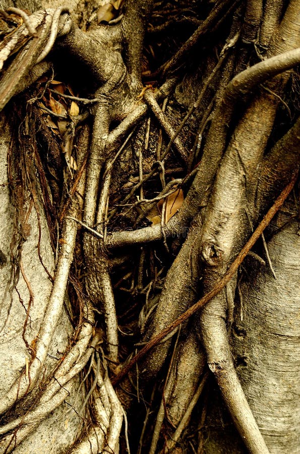 Tree Root of a really big tree . Tree Root of a really big tree .