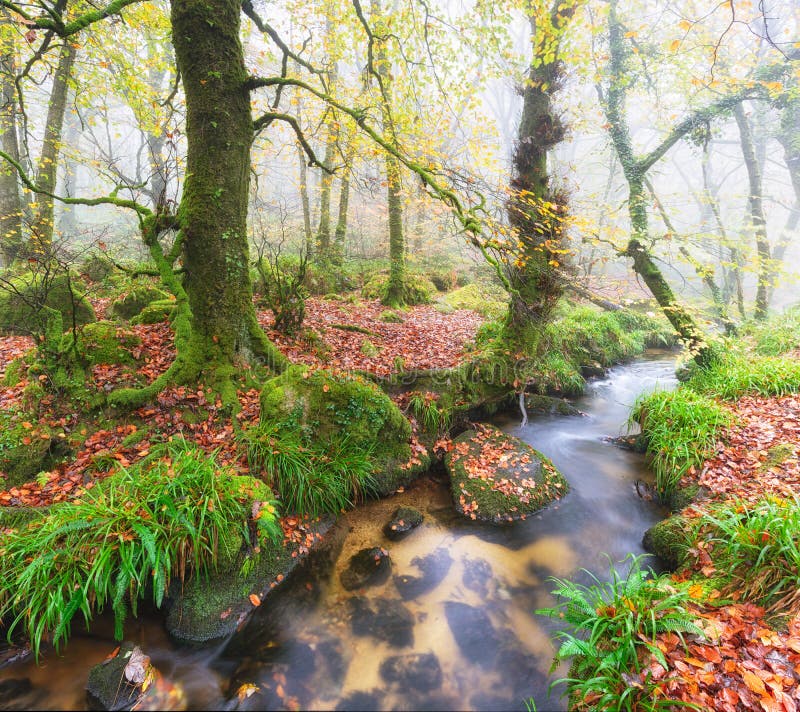 Foggy woodland stream at Golitha Falls in Cornwall. Foggy woodland stream at Golitha Falls in Cornwall