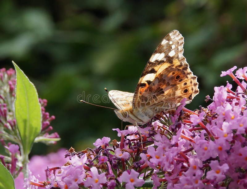 Madonna Dipinta Vanessa Cardui Farfalla Che Si Nutre Di Buddleia