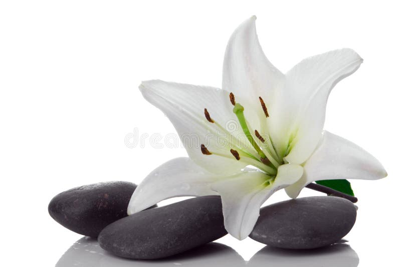 Madonna lily and spa stone