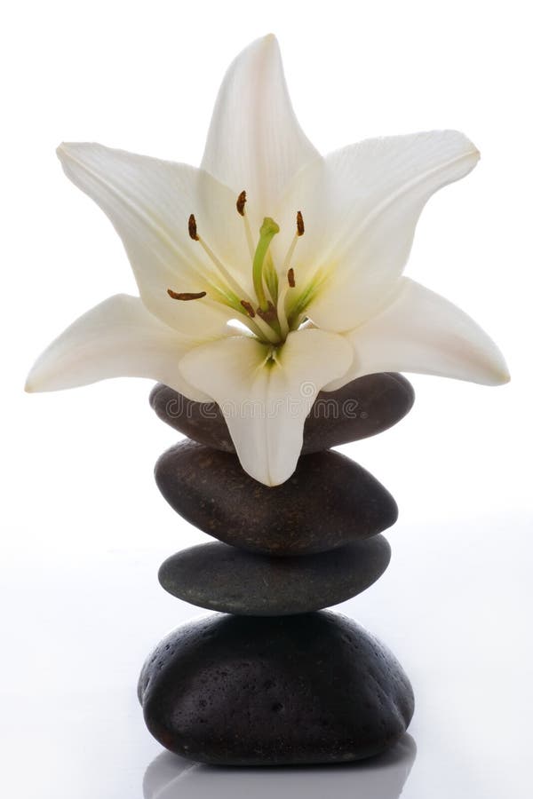 Madonna lily with spa stones