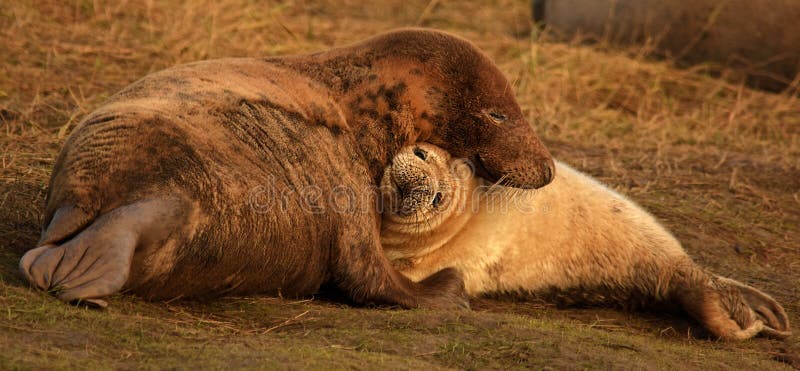 Madre atlantica e cucciolo grigi della guarnizione che stringono a sé fotografie stock libere da diritti Madre atlantica e cucciolo grigi della guarnizione che stringono a sé fotografie stock libere da diritti