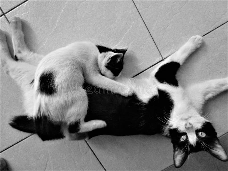 Madre blanco y negro que alimenta el gatito grande en el piso fotografía de archivo libre de regalías Madre blanco y negro que alimenta el gatito grande en el piso fotografía de archivo libre de regalías