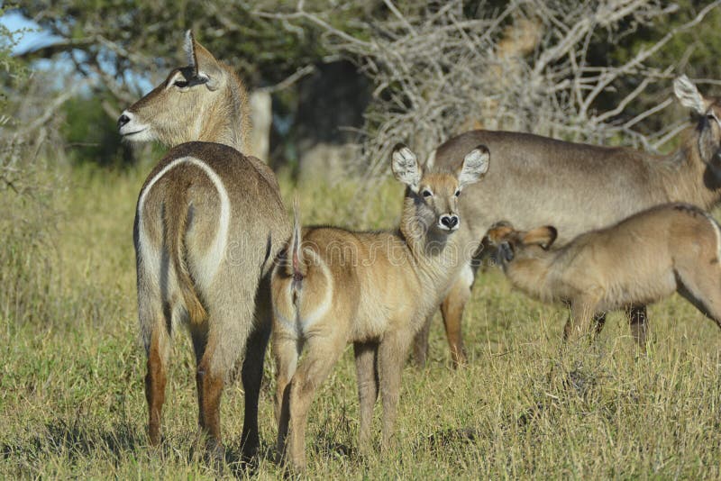 Madre común de Waterbuck y anillo distintivo blanco del joven en la demostración posterior fotografía de archivo Madre común de Waterbuck y anillo distintivo blanco del joven en la demostración posterior fotografía de archivo