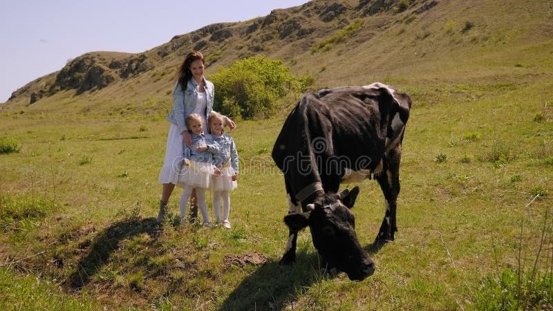 Madre con due figlie cammina in una fattoria in una giornata di sole una mucca pascola sul campo stock footage