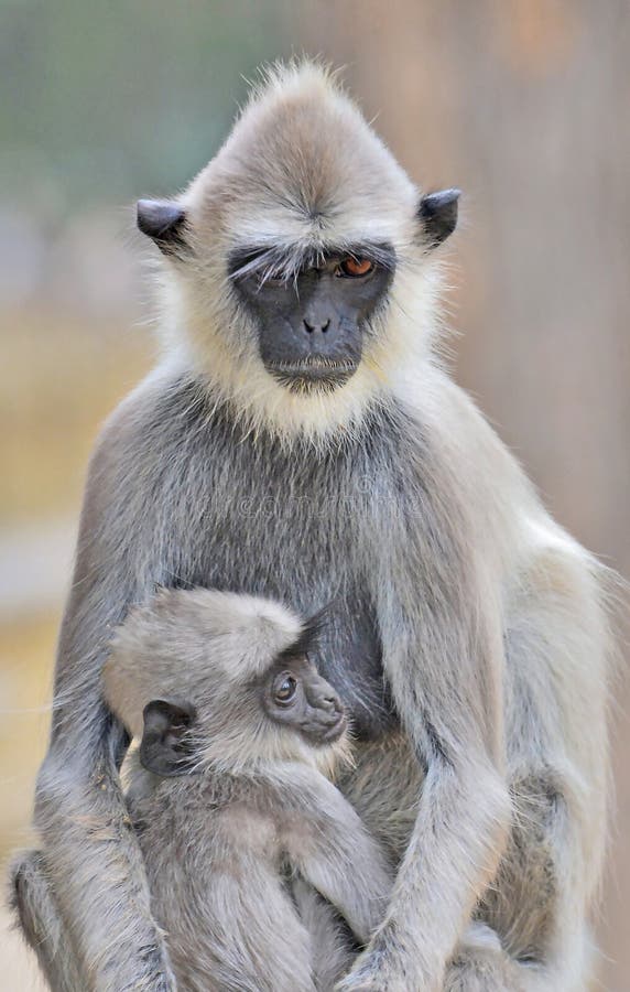 Madre de mono negro mirando la cámara con gracia con un ojo sujetando su asustado mono bebé en su estómago foto de archivo libre de regalías