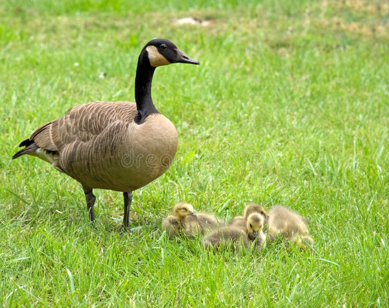 A group of Goslings with their mom. Mother Goose is a nursery rhyme. A group of Goslings with their mom. Mother Goose is a nursery rhyme.