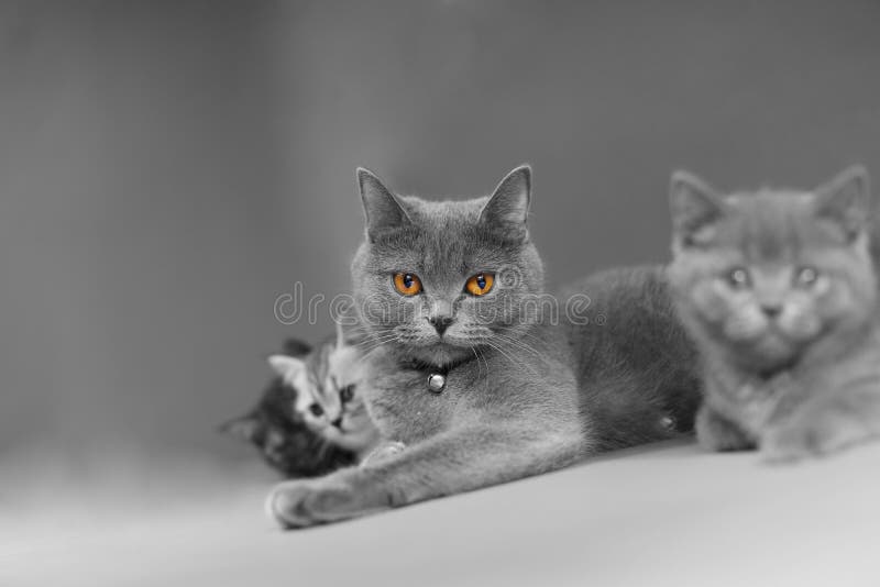 Madre di Britannici Shorthair con il suo bambino fotografia stock libera da diritti Madre di Britannici Shorthair con il suo bambino fotografia stock libera da diritti