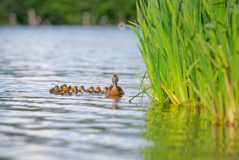Madre Duck With Ducklings On Water por las cañas imágenes de archivo libres de regalías Madre Duck With Ducklings On Water por las cañas imágenes de archivo libres de regalías