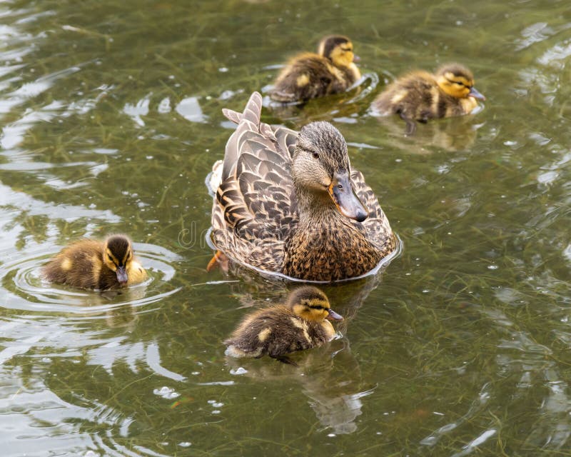 Madre Duck e Ducklings in un Serene Pond immagine stock libera da diritti