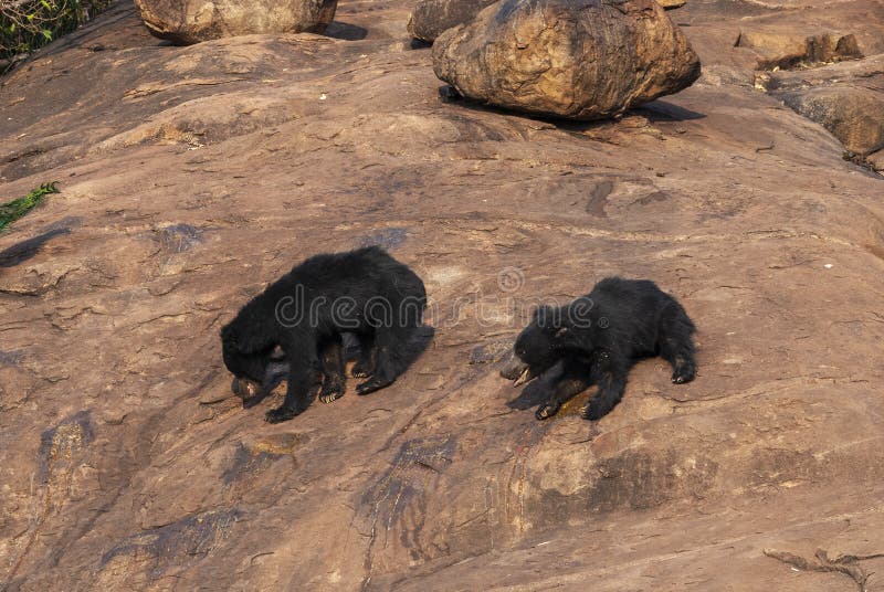 Madre e bambino dell'orso di bradipo al santuario dell'orso di Daroji, il Karnataka, India fotografia stock Madre e bambino dell'orso di bradipo al santuario dell'orso di Daroji, il Karnataka, India fotografia stock