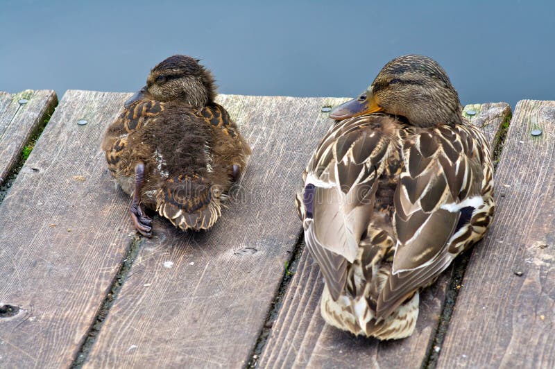 Madre e hija Duck Family Resting fotografía de archivo libre de regalías Madre e hija Duck Family Resting fotografía de archivo libre de regalías