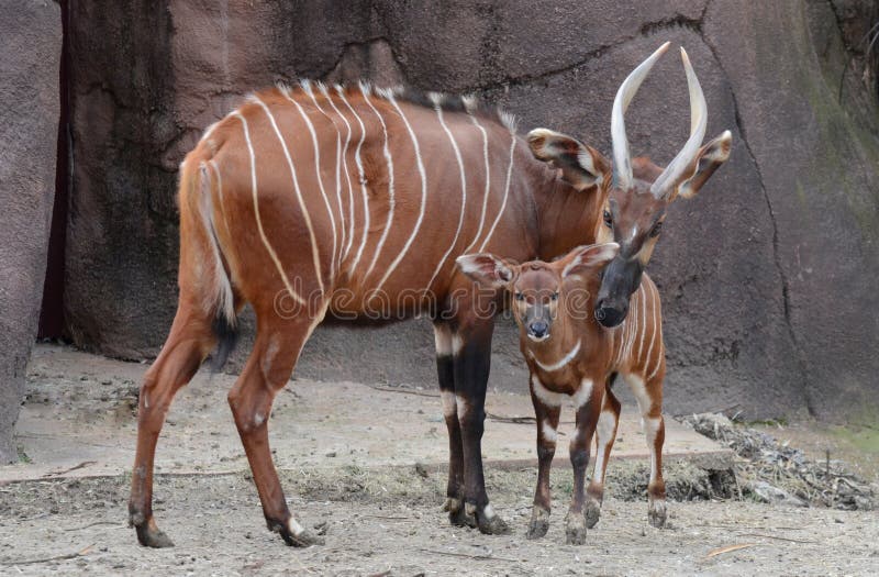 Madre e vitello del bongo fotografie stock libere da diritti Madre e vitello del bongo fotografie stock libere da diritti