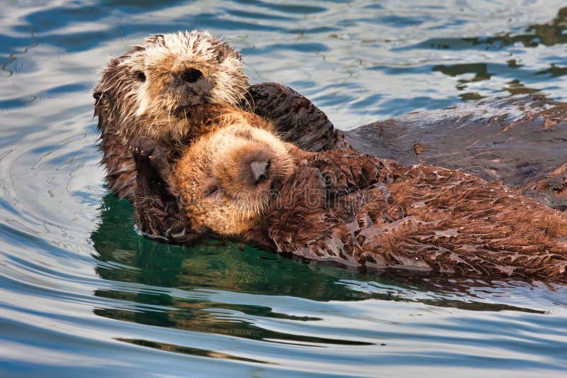 Una Nutria marina madre sosteniendo a su bebé para dormir Fotografía de  stock - Alamy