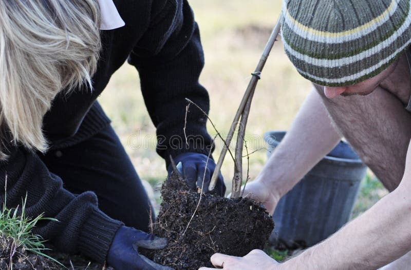 Madre y hijo que plantan a un nuevo ou joven del árbol junto imagen de archivo libre de regalías Madre y hijo que plantan a un nuevo ou joven del árbol junto imagen de archivo libre de regalías