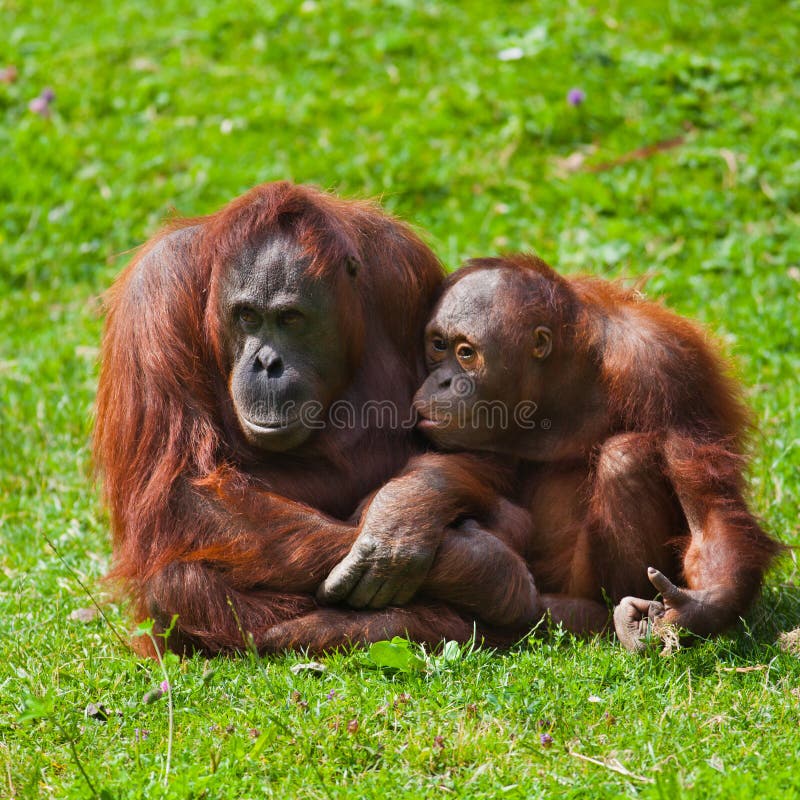 Madre y niño del orangután imagenes de archivo Madre y niño del orangután imagenes de archivo