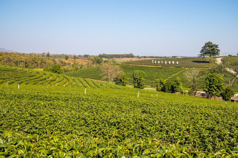 For half a century, Choui Fong Tea has been well-known for the highest quality traditional teas cultivated in its own gardens in Chiang Rai – the agricultural center in the kingdom of Thailand. For half a century, Choui Fong Tea has been well-known for the highest quality traditional teas cultivated in its own gardens in Chiang Rai – the agricultural center in the kingdom of Thailand.