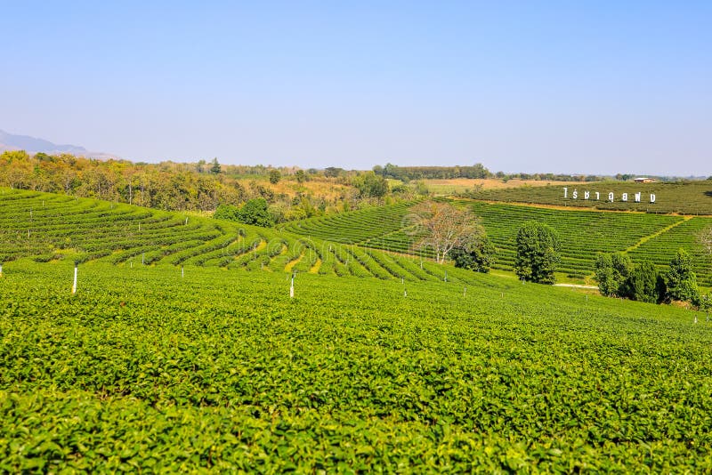 For half a century, Choui Fong Tea has been well-known for the highest quality traditional teas cultivated in its own gardens in Chiang Rai – the agricultural center in the kingdom of Thailand. For half a century, Choui Fong Tea has been well-known for the highest quality traditional teas cultivated in its own gardens in Chiang Rai – the agricultural center in the kingdom of Thailand.