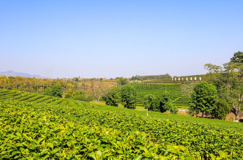 For half a century, Choui Fong Tea has been well-known for the highest quality traditional teas cultivated in its own gardens in Chiang Rai – the agricultural center in the kingdom of Thailand. For half a century, Choui Fong Tea has been well-known for the highest quality traditional teas cultivated in its own gardens in Chiang Rai – the agricultural center in the kingdom of Thailand.