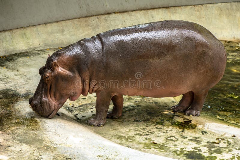 Mae Mali is the Name of a Female Hippopotamus Which is a Favorite of  Children in Dusit Zoo Editorial Image - Image of family, animals: 145022340