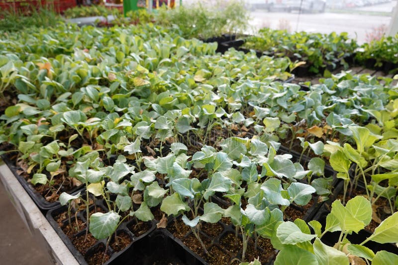 gardening store with seedlings of autumn plants for sale. young vegetable garden plants in seedlings for planting in season in gardening store. gardening store with seedlings of autumn plants for sale. young vegetable garden plants in seedlings for planting in season in gardening store
