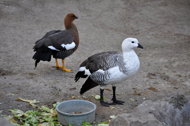 Upland Magellan Goose Family Torres Del Paine National Par…