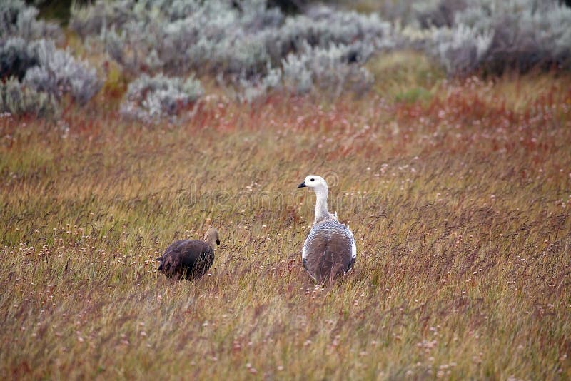 Magellan goose Chloephaga picta in Patagonia, Argentina royalty free stock image Magellan goose Chloephaga picta in Patagonia, Argentina royalty free stock image