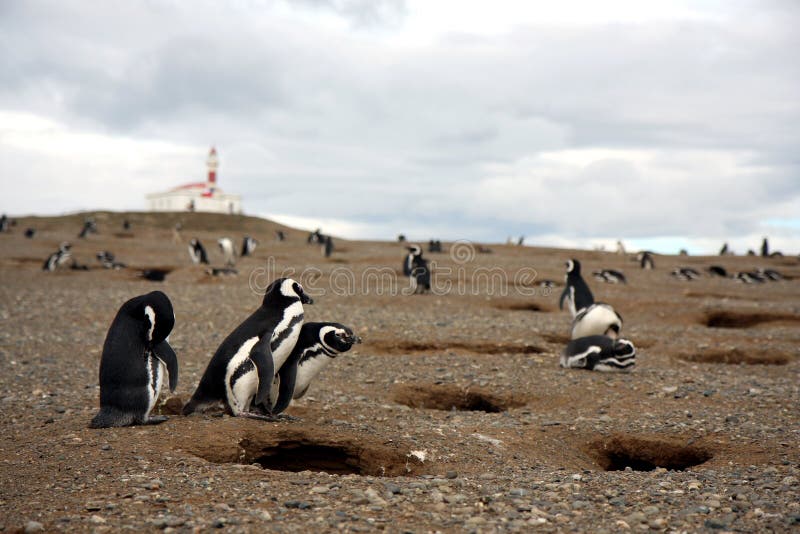 Magellan penguin