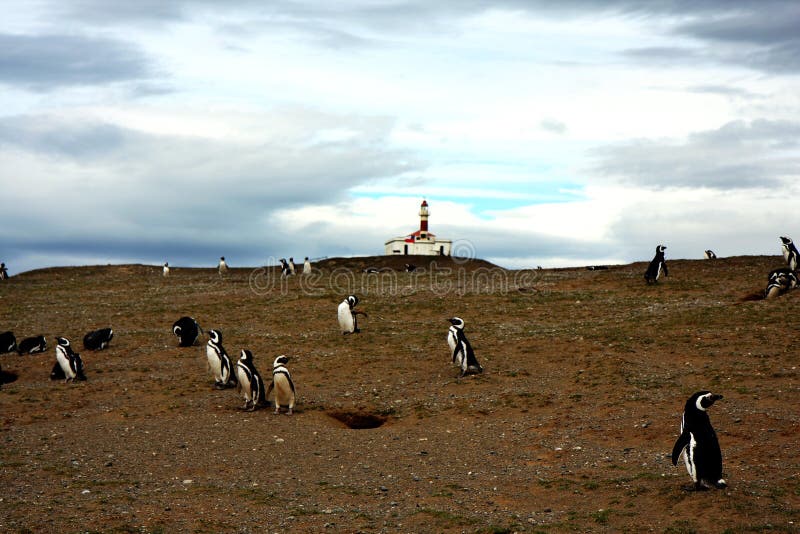 Magellan penguin