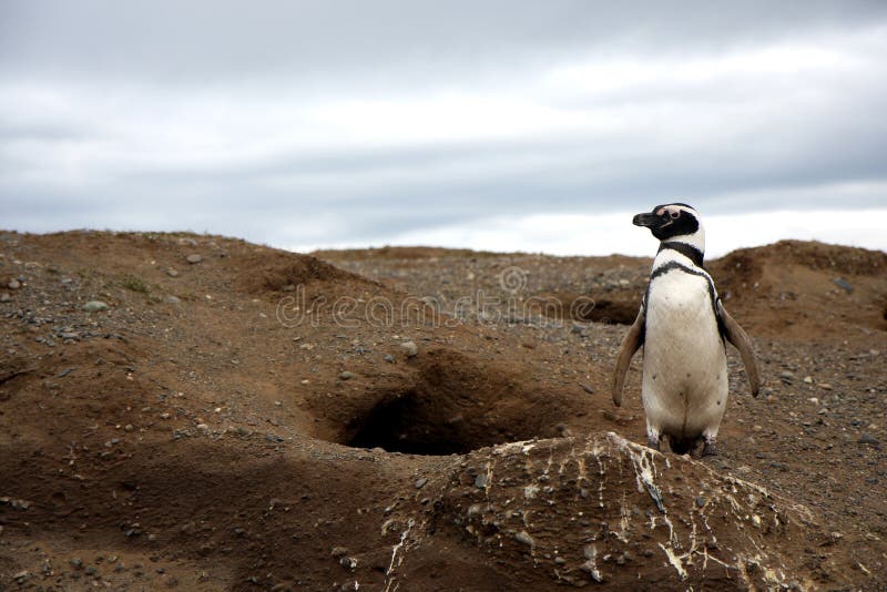 Magellan penguins on an island