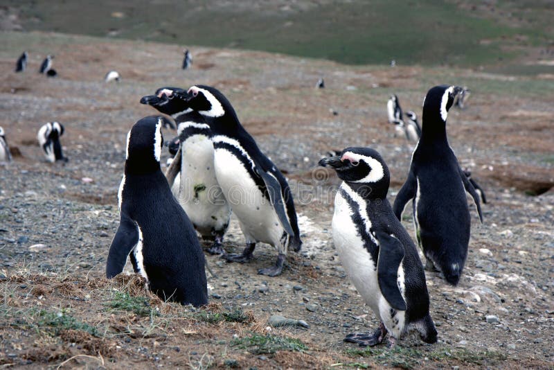 Magellan penguins on an island